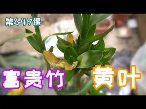 萬年青變黃怎麼辦|【萬年青變黃怎麼辦】萬年青再也不怕黃！4招教你輕鬆解決葉子。